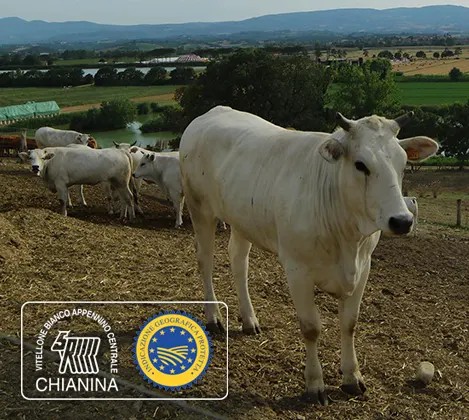 Chianina IGP da allevamenti non intensivi