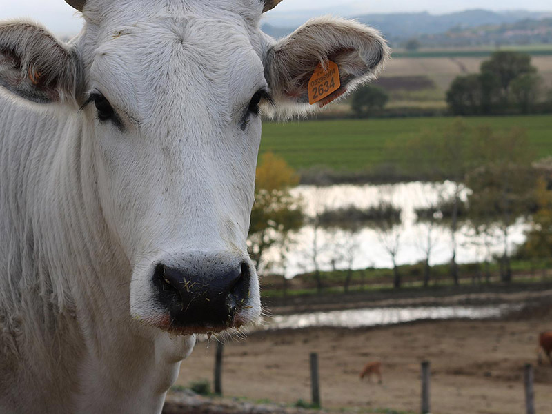 Chianina Allevamento San Giobbe